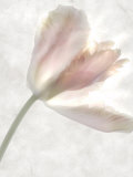 Still Life of a Flower