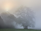 Trees in Fog