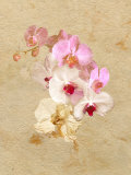 Pink and White Flowers on a Textured Surface