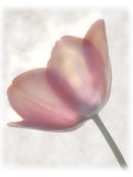 Still Life of a Flower