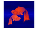 Two Bubble Eye Goldfish on Blue Background