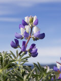 Lupine Flower