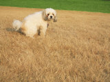 Poodle Urinating on Dead Grass