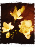 Three Freesia