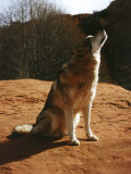 Gray Wolf Howling  Sedona  Arizona  USA