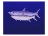 Two Tarpon Cruise the Ocean