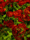 A Bed of Red Curly Tulips  Keukenhof  Holland