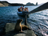 Tourists Coming Ashore Near an Endangered Galapagos Sea Lion