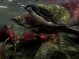 Spawning Salmon Dominate Traffic in the Ozernaya River