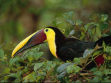 Chestnut-Mandibled Toucan  Ramphastos Swainsonii  in Leafy Tree