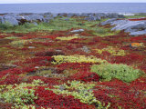 Colorful Plants in a Tundra Landscape on Hudson Bay's Rocky Shore