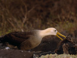 Waved Albatross  Phoebastria Irrorata  with it's Chick