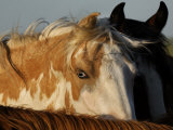 Wild Mustang with a Blue Eye at a Wild Horse Conservation Center