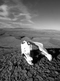 Close View of a Horse Skull in the Desert