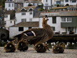 Mother Duck and Ducklings Walk Together in an Old Fishing Village