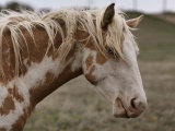 Wild Mustang with a Blue Eye at a Wild Horse Conservation Center