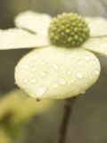 Water Drops Cling to Flowers of the Pacific Dogwood Tree in Spring