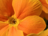 Close-up of an Orange Primrose Flower