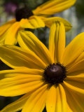 Close-up of a Black-Eyed Susan Flower