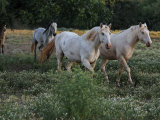 Two Albino Stallions at the Wild Horse Sanctuary