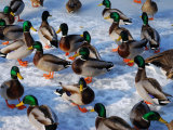 Group of Mallard Ducks Walking on a Frozen Pond