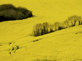 Yellow Rape Crop Growing in a Field