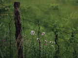 Wildflowers and Vines Growing in an Old Fence Topped with Barbed Wire