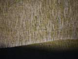 Dead Trees in the Muskwa-Kechika Management Area