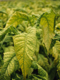 Fresh Green Tobacco Leaves Grow in a Farmer's Field in Yunnan