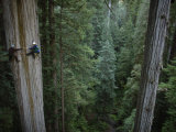 Botanists Take a Core Sample of a 350-Foot Giant Redwood Tree