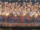 Lesser Flamingos Move in Unision from an Eagle Scouting for the Weak