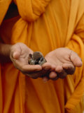 Buddhist Monk in a Saffron Robe Holding a Baby Bird in His Hands