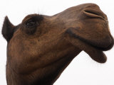 Camel with Oblong Nostrils and Drooping Lips