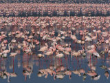 Lesser Flamingos Feeding on Blue-Green Algae in an Alkaline Lake