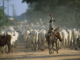 Cowboy on Horseback Herds Zebu Cattle Along a Dusty Road