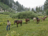 Man Leads Horses Through King Canyon National Park
