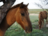 Protected Wild Horses on a Mustang and Burro Sanctuary