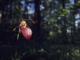 Sunlight Touches a Lady's Slipper Orchid