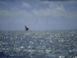 Large Dhow Sails Off the Coast of Pate Island