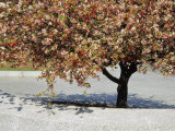 Crabapple Tree in Bloom