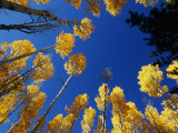Blue Autumn Sky Contrasts with the Yellow Aspen Leaves