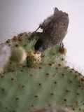 Cactus Finch  Geospiza Scandens  Feeding on Opuntia Cactus Bud