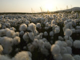 Cotton Grass  Alaska