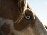 Wild Mustang with a Blue Eye at a Wild Horse Conservation Center