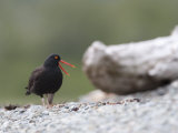 Black Oystercatcher  Haematopus Bachmani