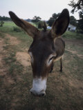 Mule Stands in an Enclosed Yard