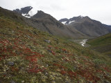 Foliage in the Muskwa-Kechika Management Area