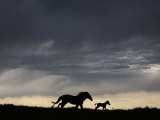 Wild Horse and Foal Running Free in a Mustang and Burro Sanctuary
