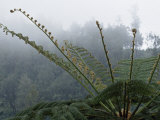 Tropical Green Fern in the Mist on the Side of a Volcano
