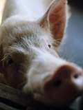 Close-up of a Large Pig on a Farm in Guangdong